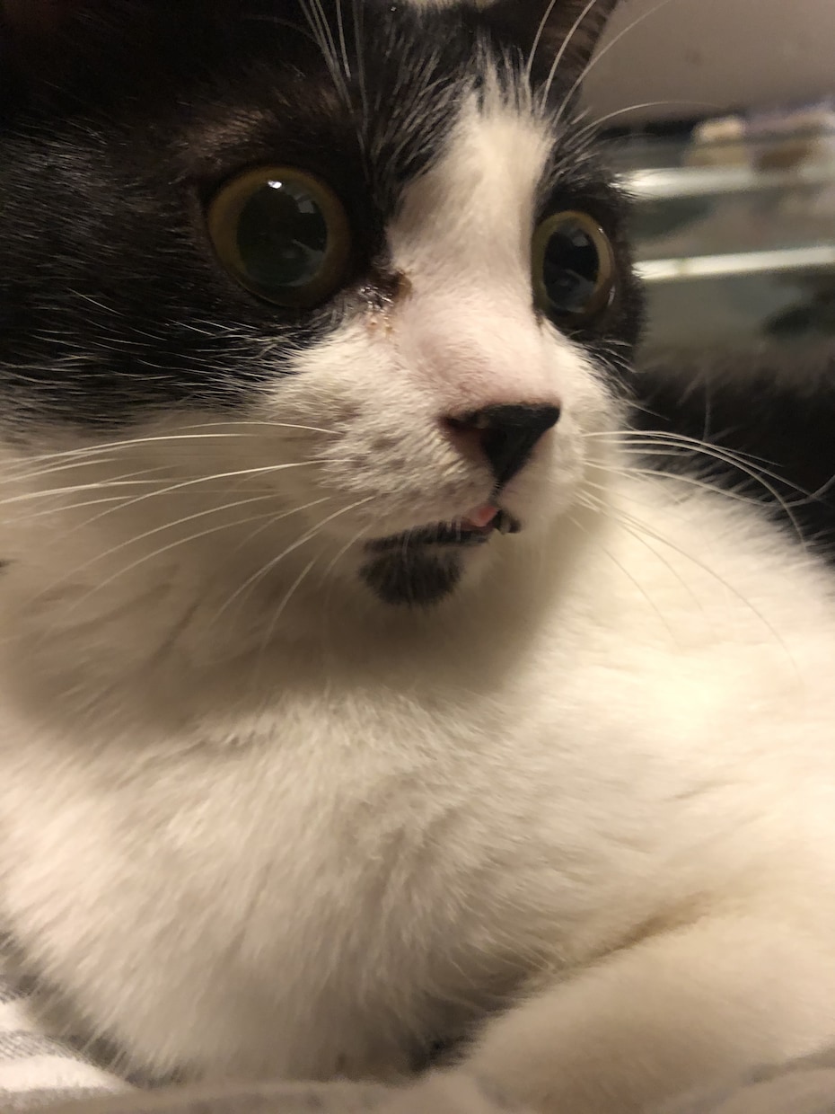 猫ちゃんオラクル1発占い!結果だけお伝えします クリアな気持ちで占います、毎日のふとしたアドバイスにどうぞ イメージ1