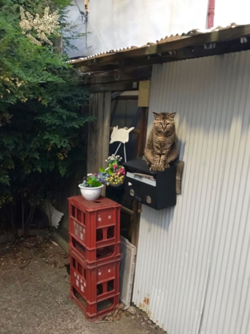 背景ぼかします 猫ちゃん写真のように背景をぼかします。その他、加工承ります イメージ1