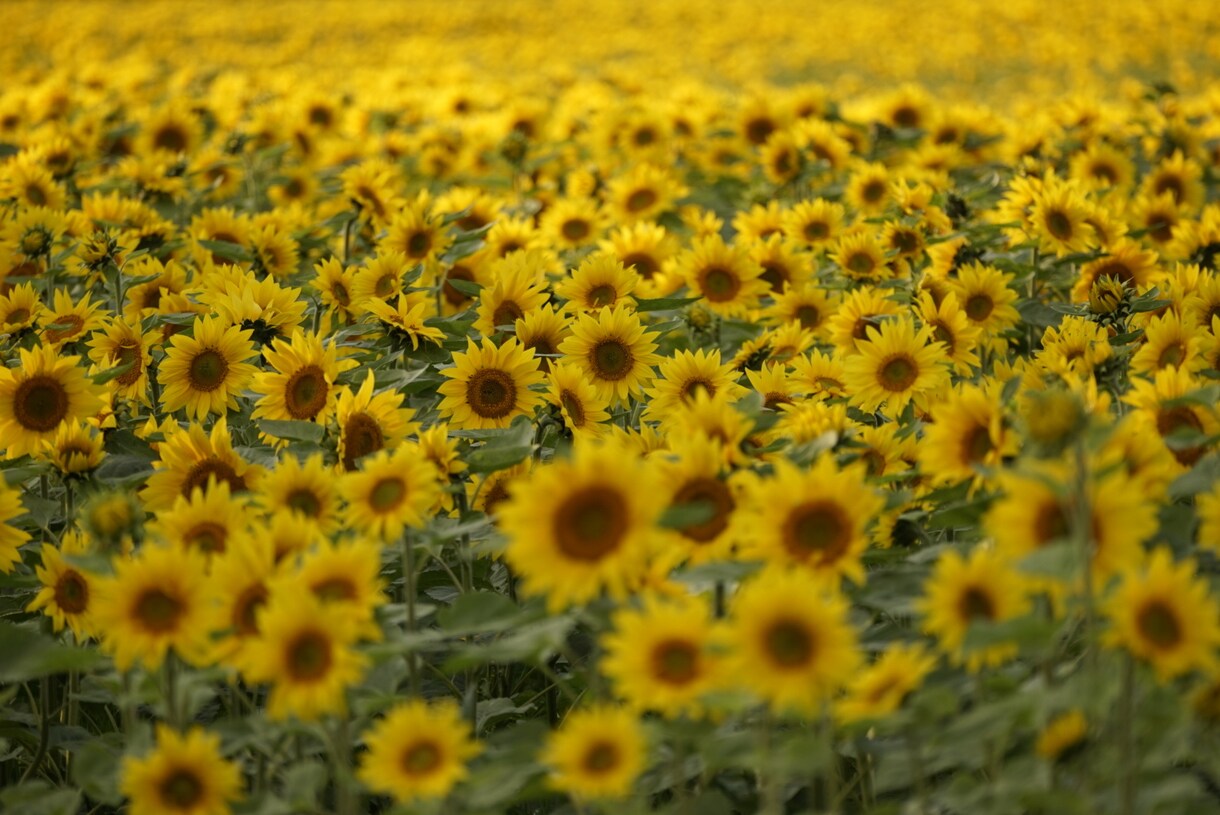 誰にも話せない辛い恋のお悩み解決します あなたの心に寄り添い希望ある未来へ導きます。 イメージ8