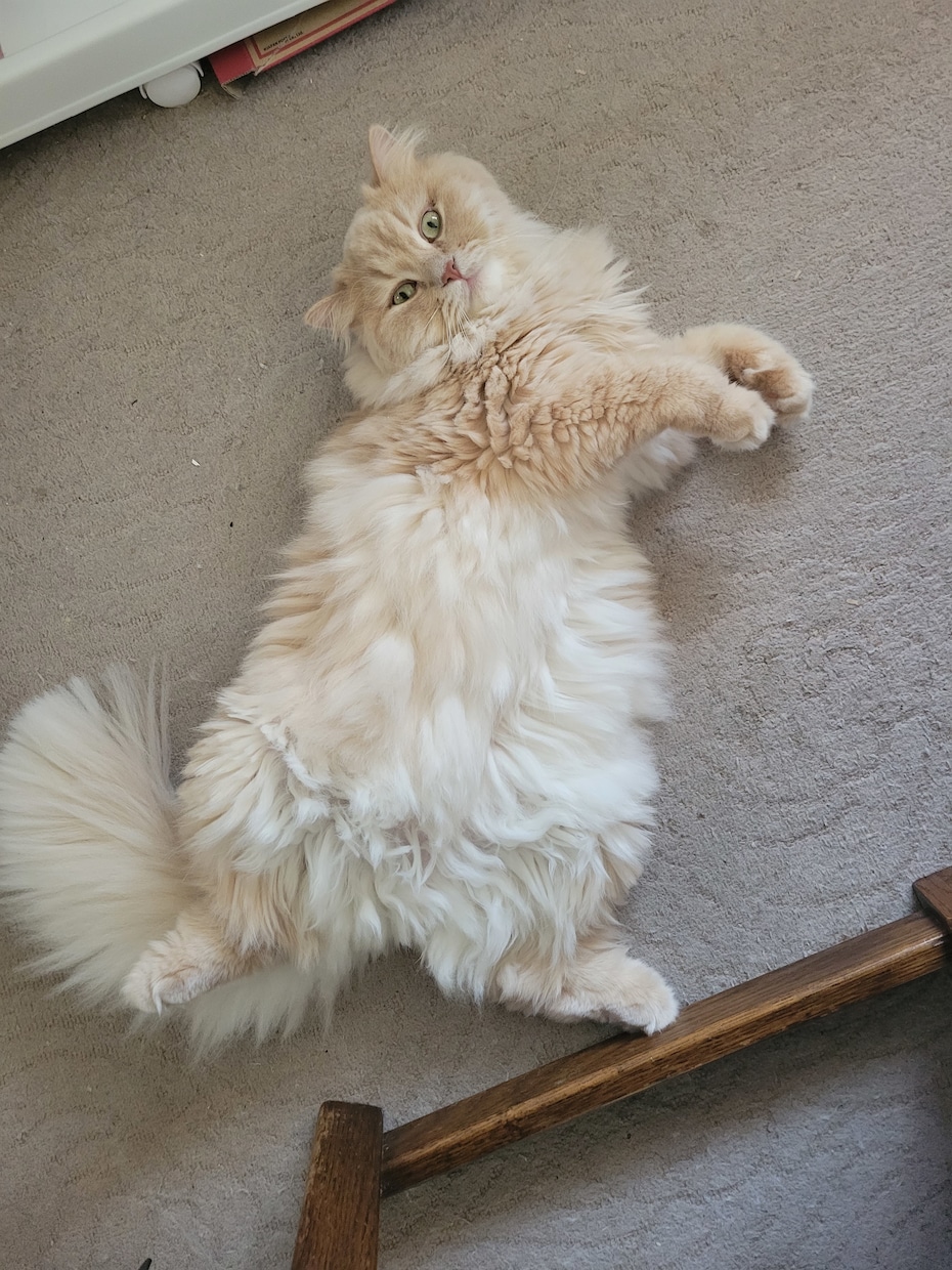 猫様のお話・愛猫さんのお悩み相談致します 猫に関しては詳しいです。愛猫さんのお悩み相談や雑談もOKです イメージ5