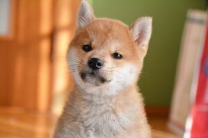 犬猫のお迎えから日々の生活の事まで相談に乗ります ペットとの生活での悩み事ございませんか？ イメージ1