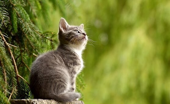 ペット専用〜この時期だからこそレイキで癒やします 飼い主さんにストレスがあると家族にもストレスがかかりますよ イメージ9