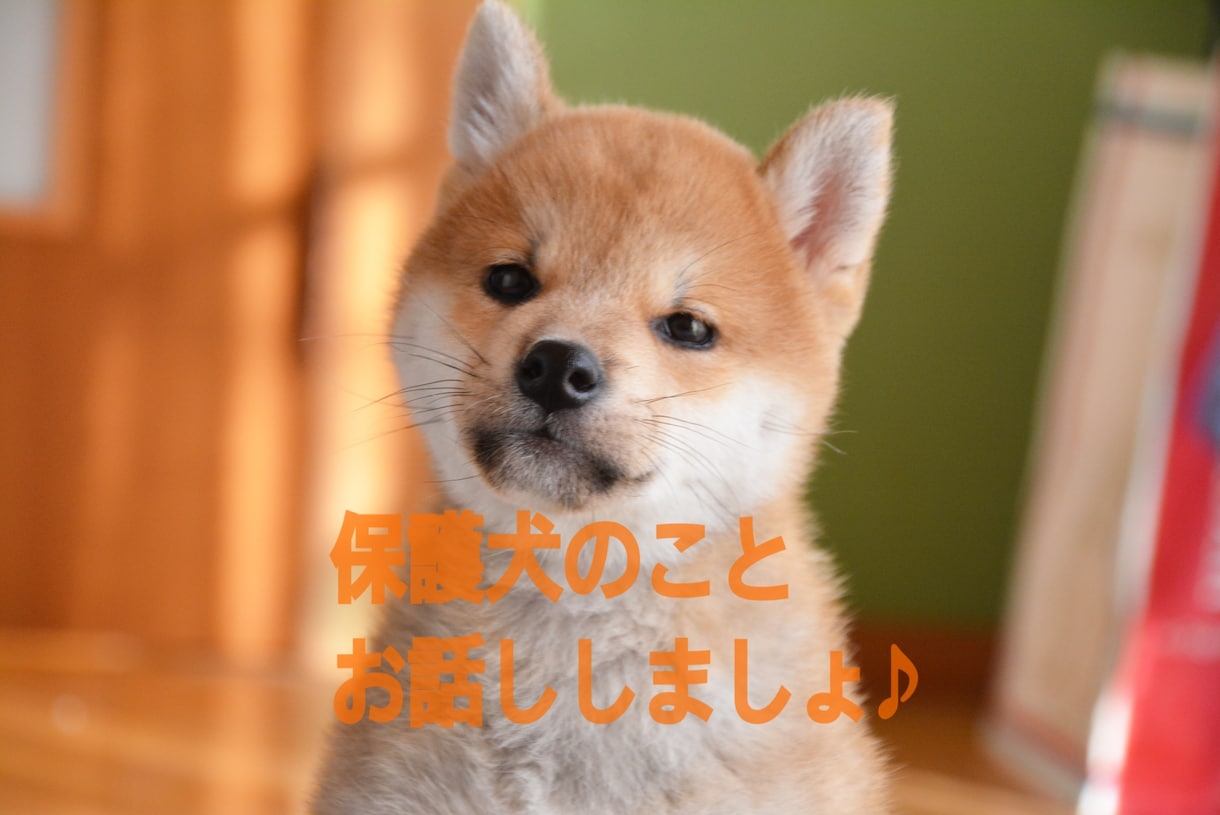 保護犬についてお話しします 保護犬を飼いたい方、心配事などお話ししませんか？ イメージ1