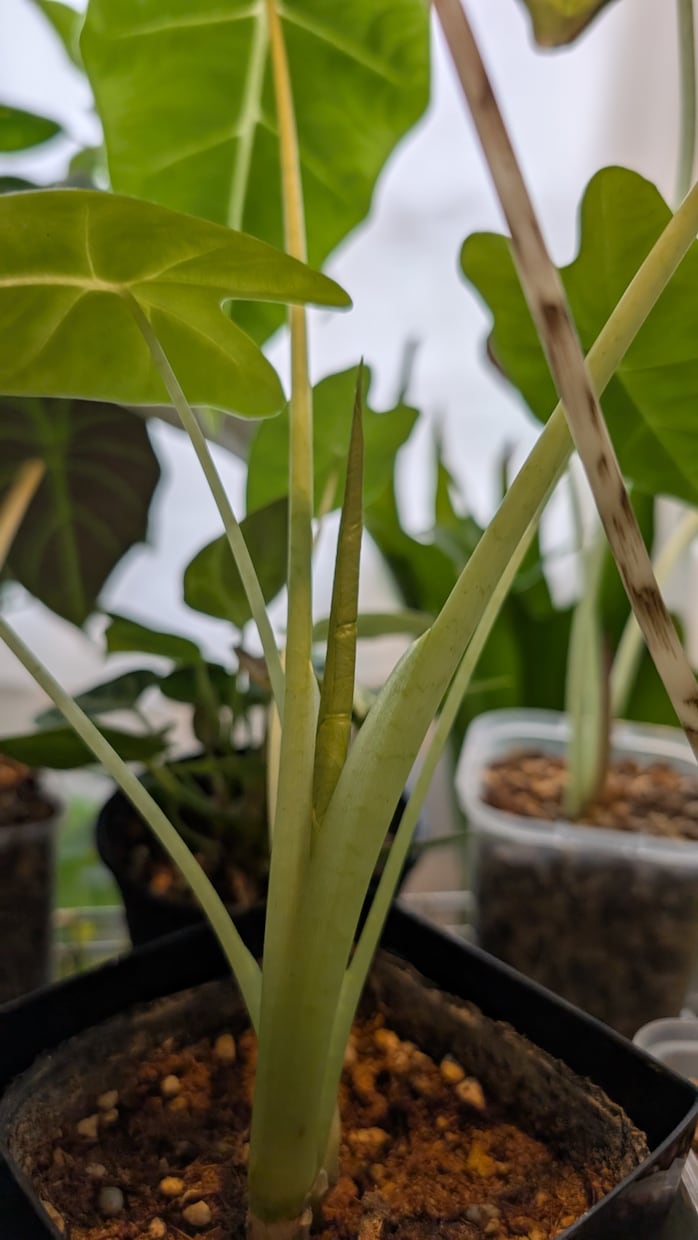 観葉植物の育て方・管理のご相談をお受けいたします 観葉植物をお家で200鉢以上管理中！あなたに合った方法ご提案 イメージ2