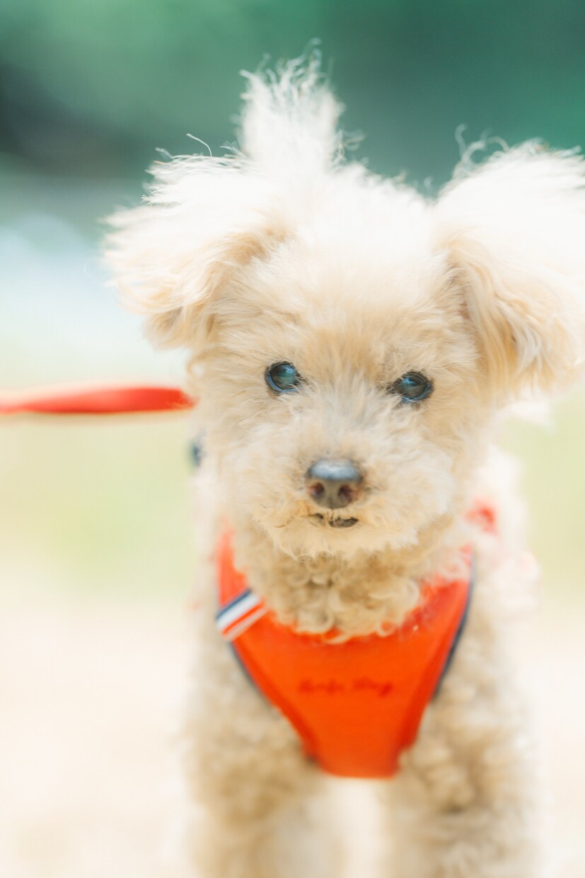 愛犬、愛猫を愛情持って撮影します 共にお住まいのペットをご家族として撮影させていただきます イメージ2