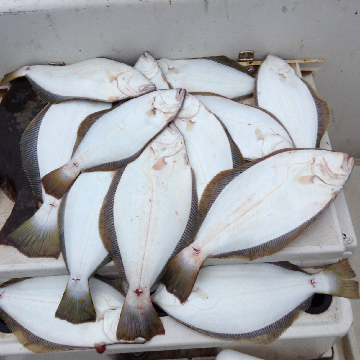 ボート釣りノウハウ教えます 釣り歴30年プレジャーボート乗ってます。 イメージ10