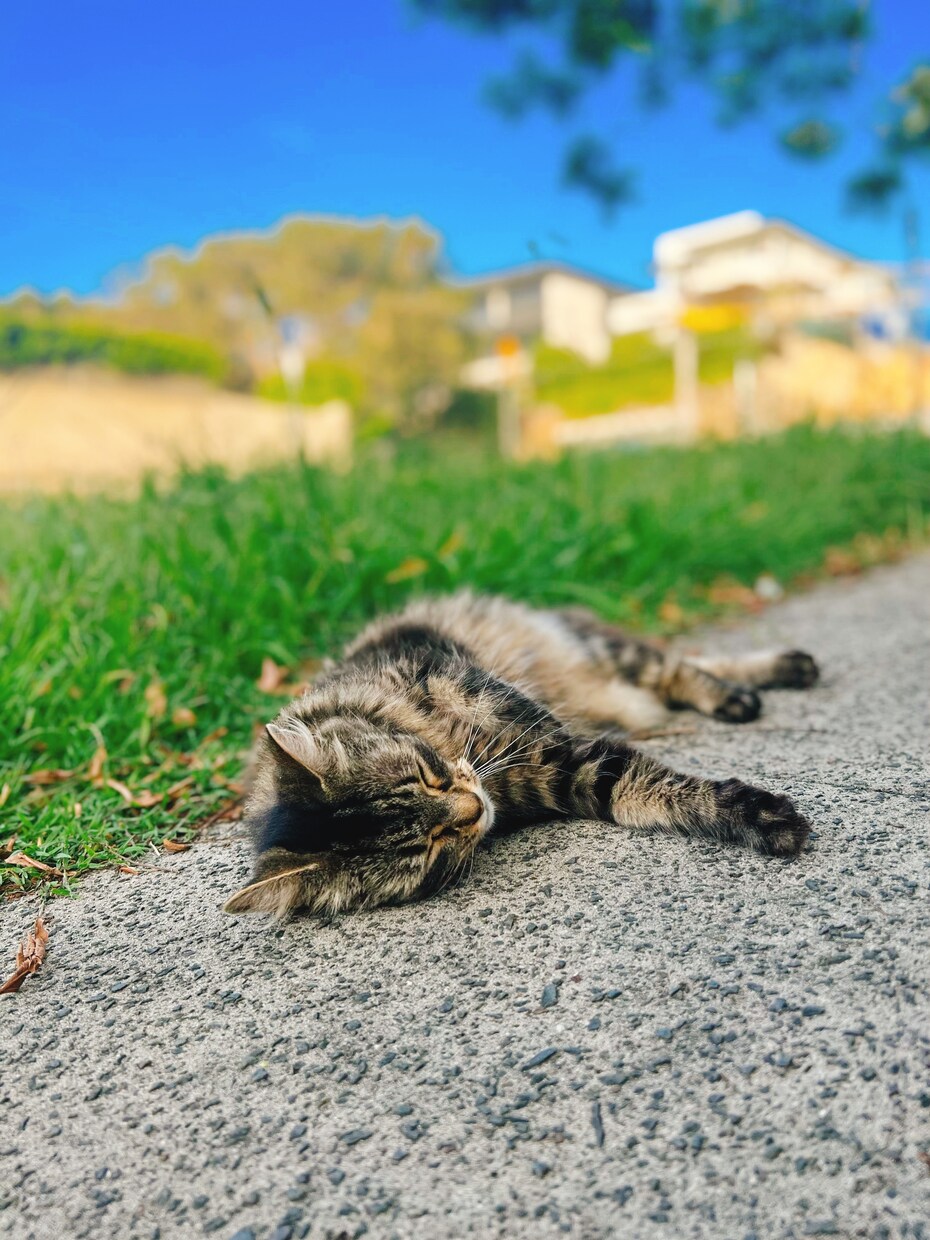 大自然の写真販売しています 猫 空 ビーチ オペラハウス×虹 イメージ7