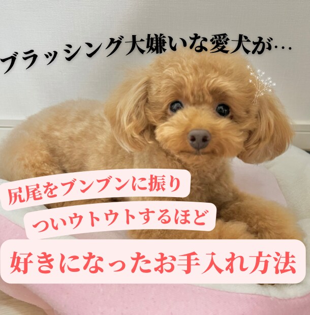 限定価格★技術だけはダメ。犬のお手入れ方法教えます ブラッシングや歯磨きなど…行動心理から＋技術面まで学べます イメージ1