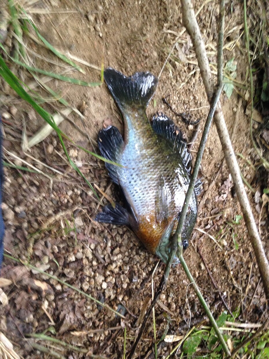 ブラックバス、ブルーギルなどの釣り方を教えます なかなか釣れないという方にバスやギルを釣るコツを教えます。 イメージ2