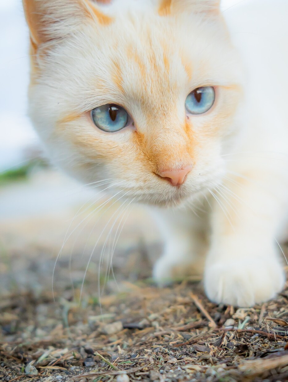 写真RAWデータレタッチします 写真のRAWデータをお送りいただければレタッチいたします。 イメージ2