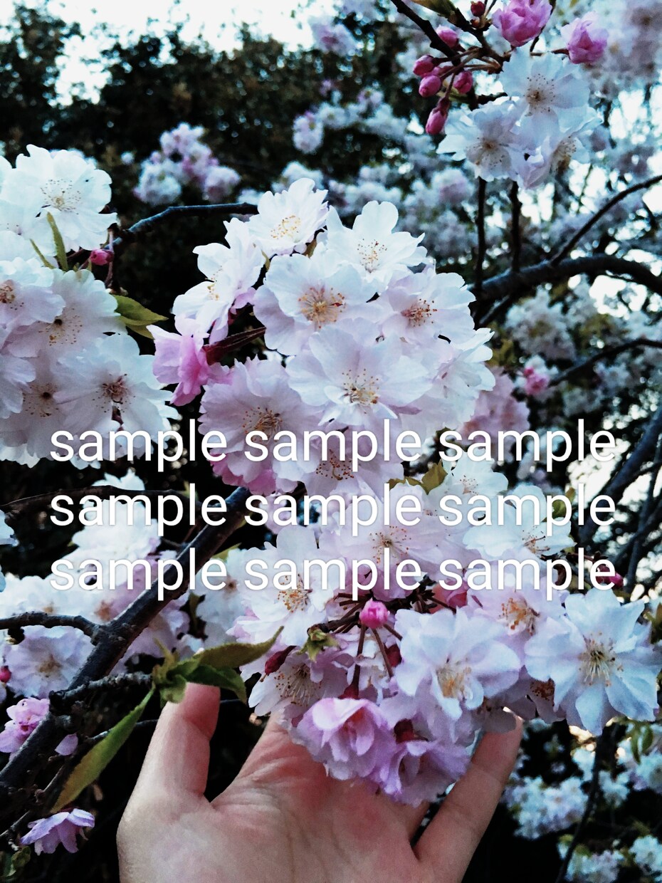花のスナップ写真を提供します お花をエモく撮った写真集です✾ イメージ9