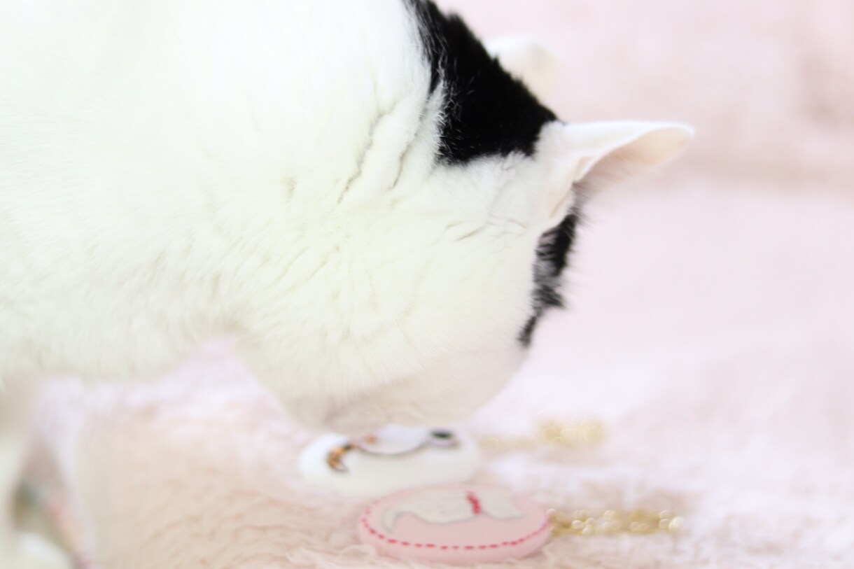 緊急時！猫のお悩み相談受け付けます 【猫】に特化した相談カウセリングです緊急時はメッセージにて イメージ1