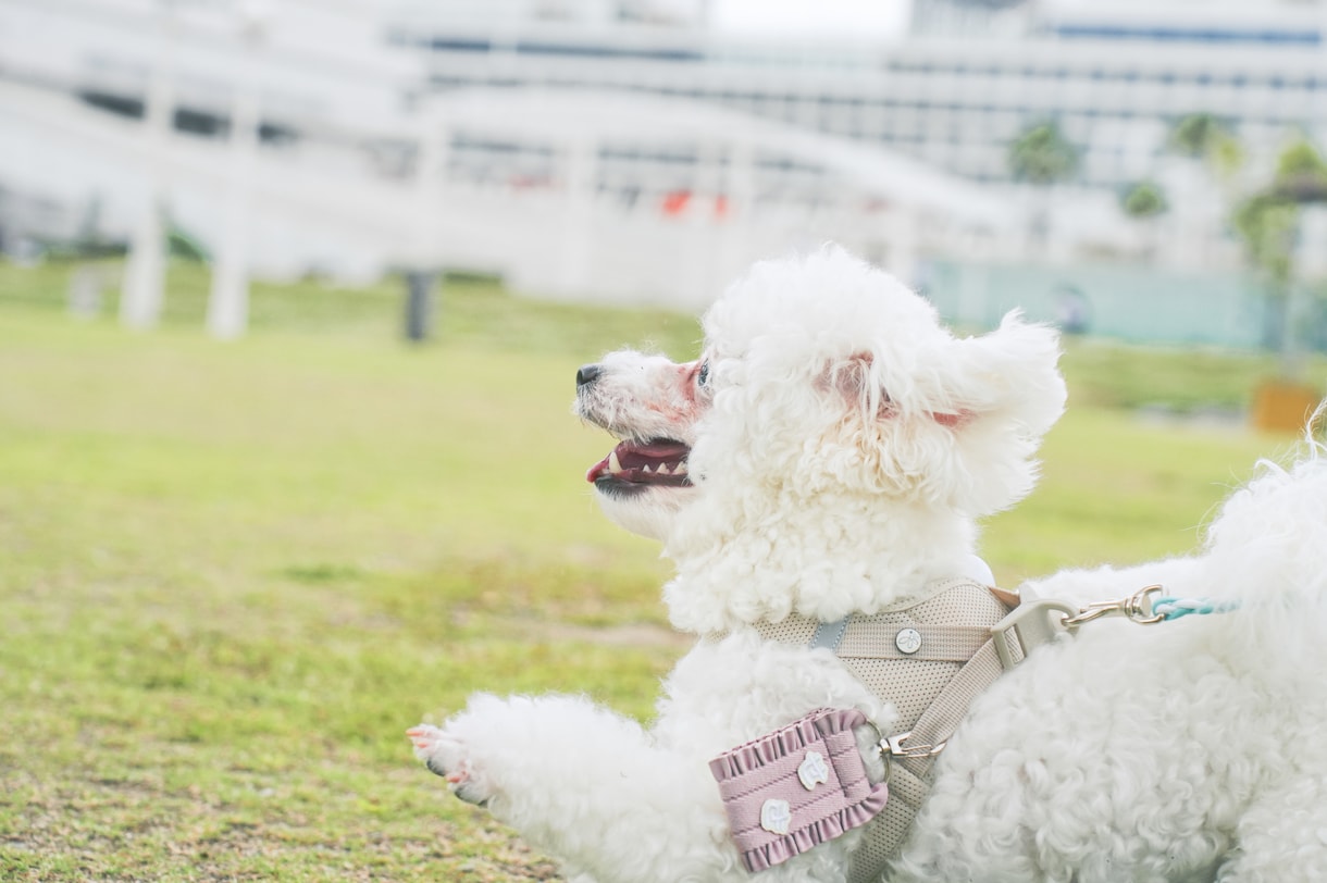 犬【SNS掲載OK】わんちゃんのお写真撮影します 何気ない毎日を、かけがえのないキヲクに。 イメージ3