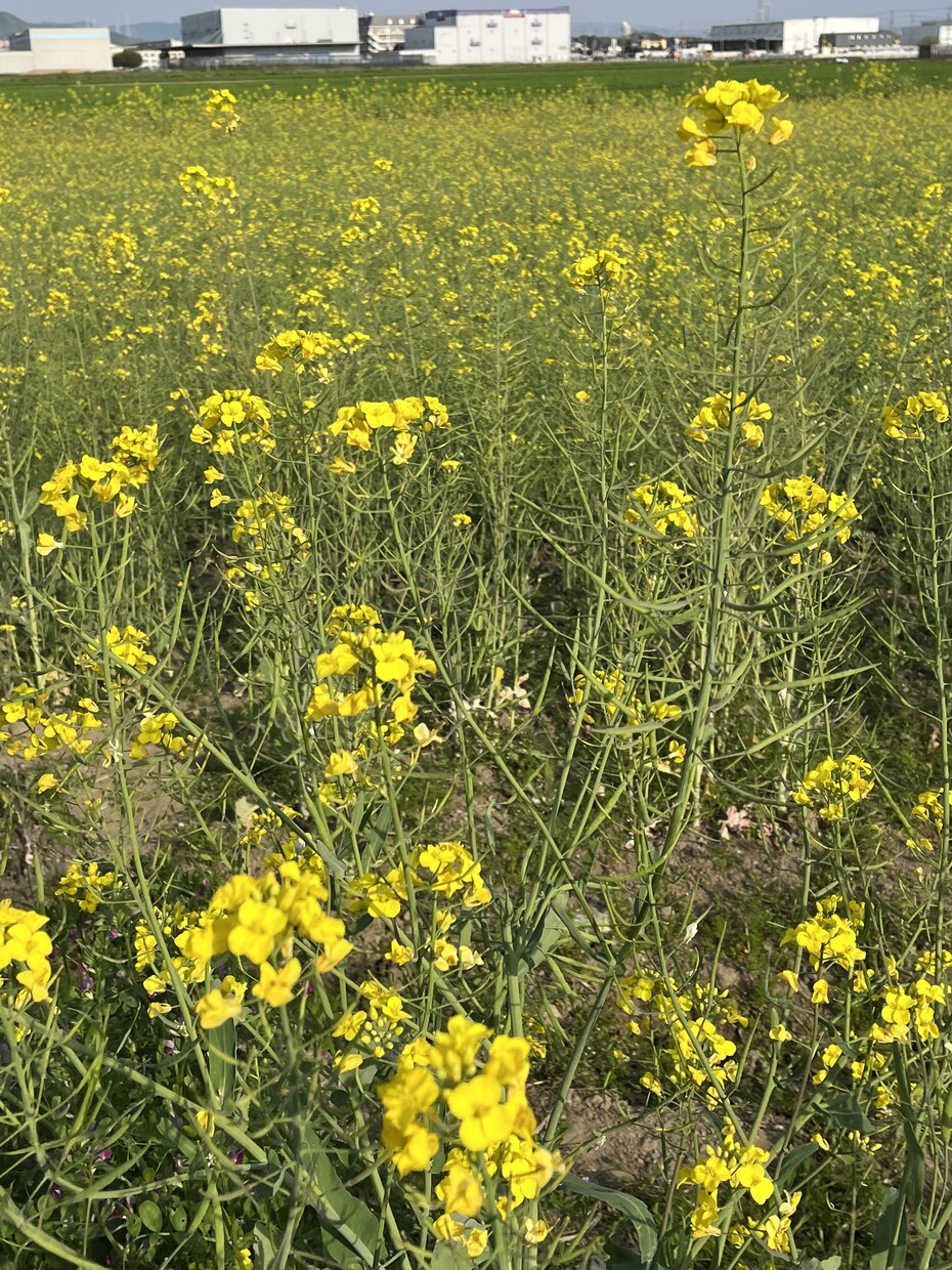 春の写真素材提供します 主に春を感じられる花々の写真を提供します イメージ1