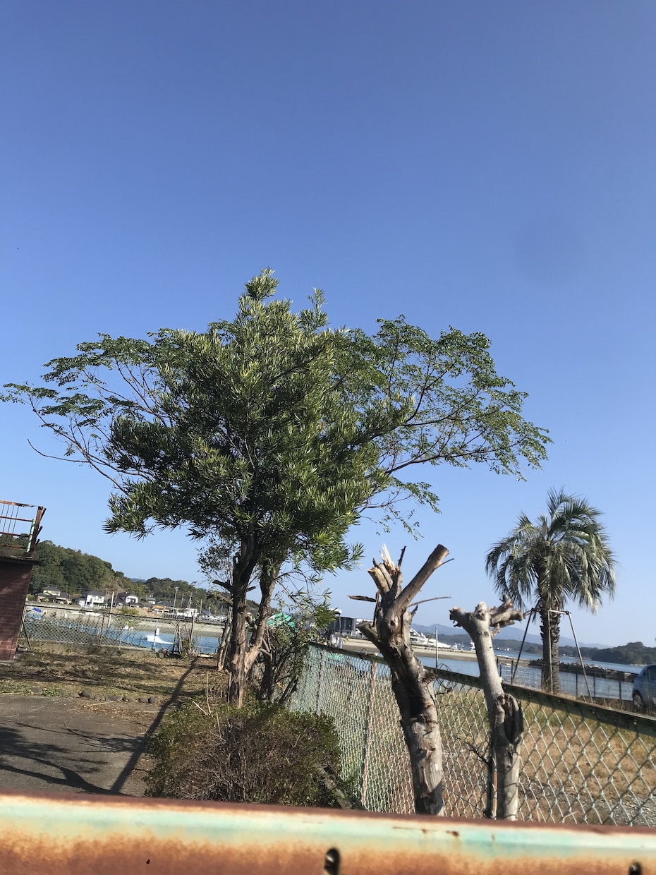 天草の別荘などの見回りをし、状況をお知らせ致します 台風後の物件の状況を知りたい、除草をして欲しい等 イメージ2