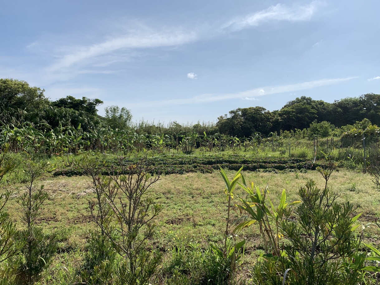 田舎暮らしの相談に乗ります 移住したいけど勇気が出ないなど。実際どない？なんでも。 イメージ3