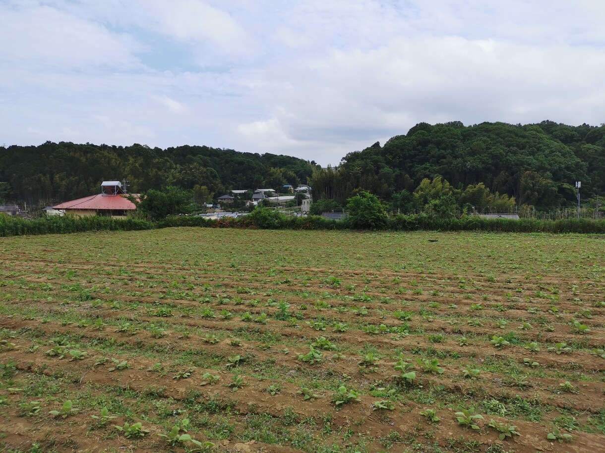 ヤーコンの育て方教えます ヤーコン農家が無農薬・無肥料栽培について相談に乗ります！ イメージ3