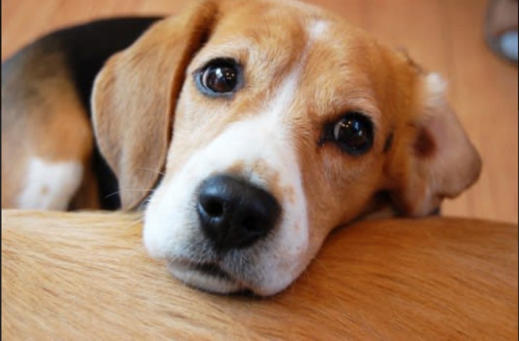 お試し価格☆ペットちゃんの想い鑑定致します 言葉が話せない動物ちゃん達は、一体あなたに何を想ってる？？ イメージ1