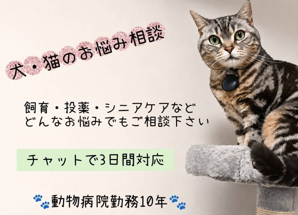 動物病院勤務10年が犬猫の相談承ります 犬猫の飼育・投薬・シニアケアのお悩みに対応 イメージ1