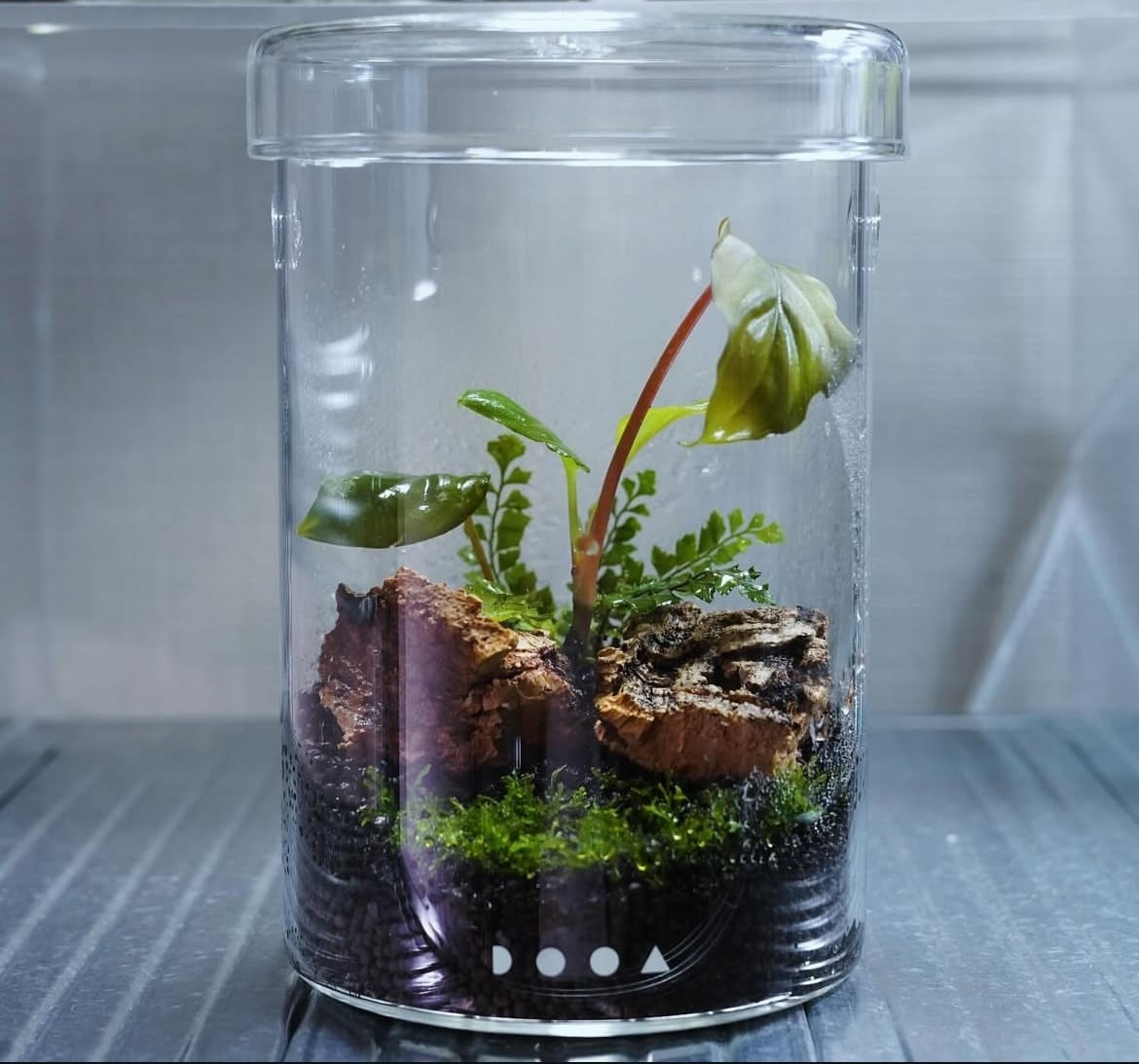 パルダリウム・テラリウム・苔リウムを作成します パルダリウム・テラリウム・苔リウムを作成します。 イメージ2