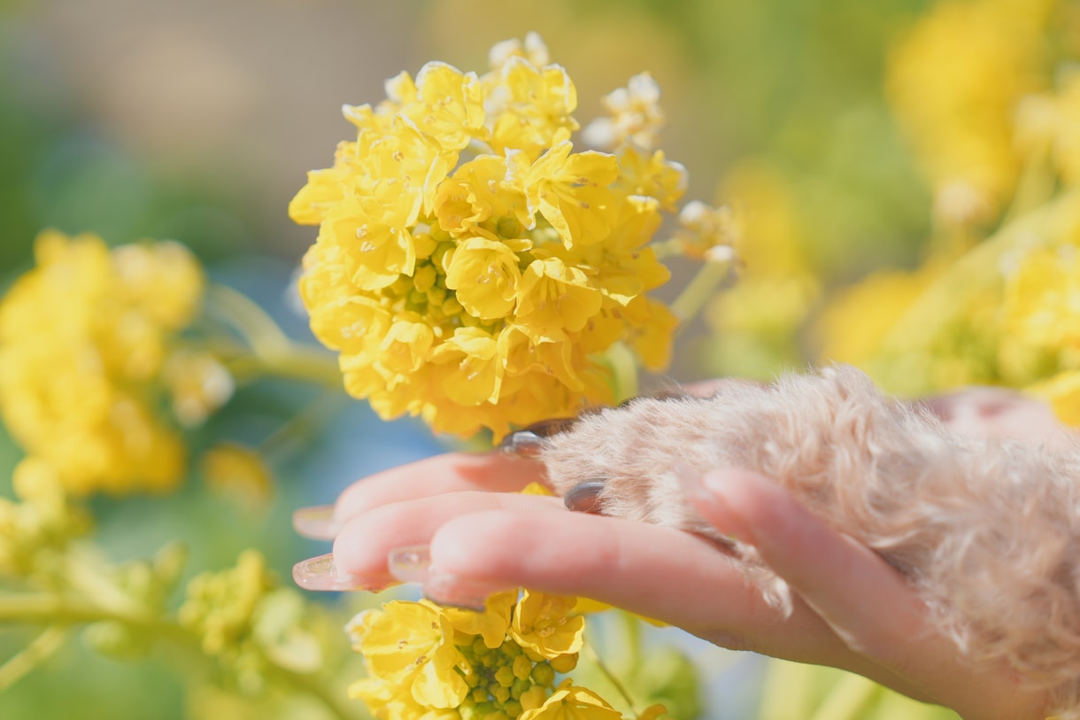 ペットとの思い出を残します ペットとあなたの思い出を写真としてそばに置きませんか？ イメージ1