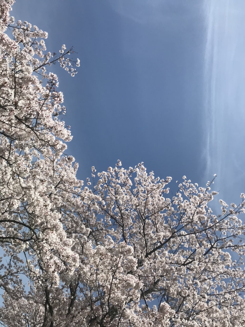 山口県とその周辺のスナップ写真を撮影します スマホで撮影した普通の写真が必要な方へ イメージ4