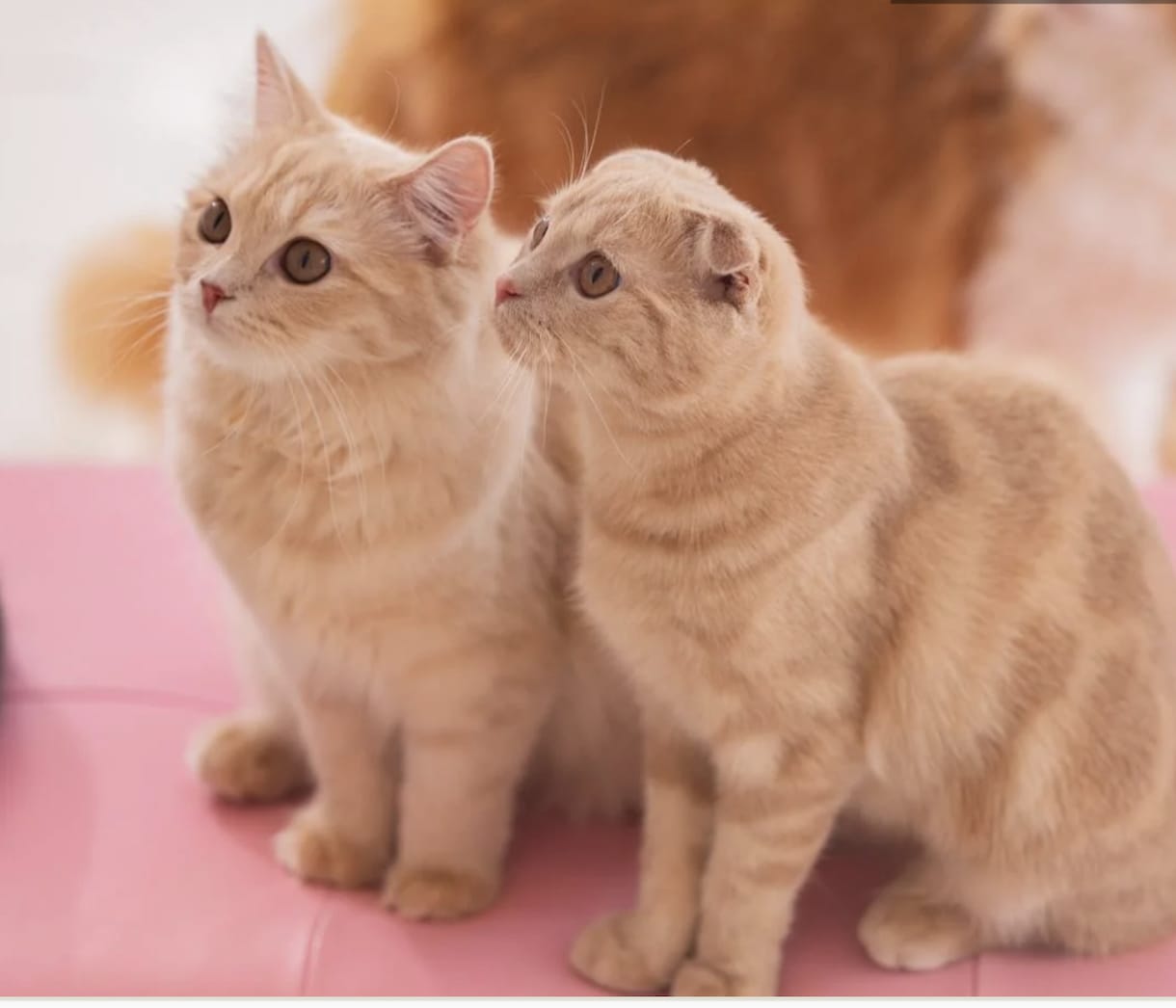 愛猫ちゃんの気持ちお伝えします 愛猫の本音や願い、ママへの気持ちを、優しくお伝えします イメージ1