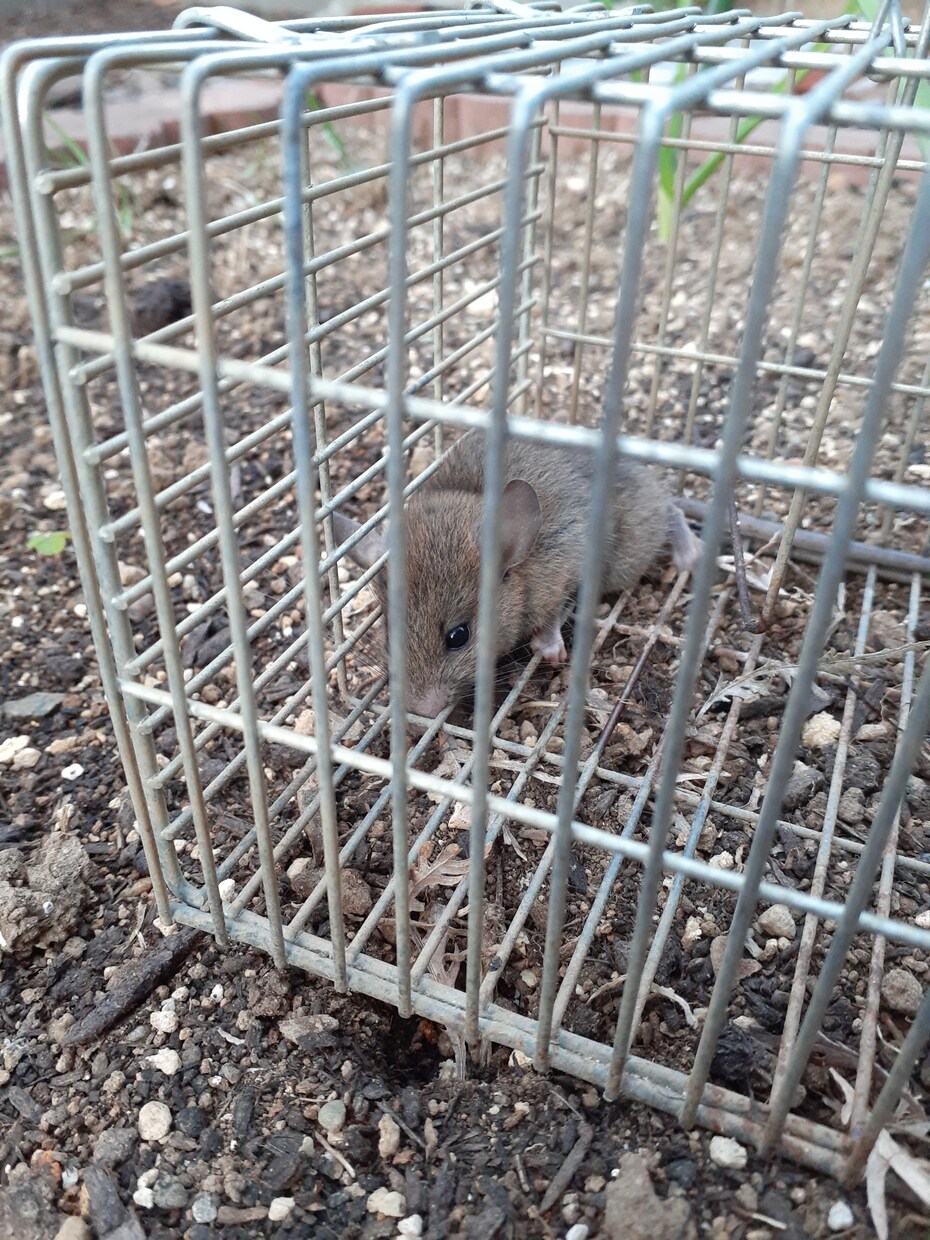 家庭菜園でのネズミの捕獲駆除を教えます 低コストで管理が簡単。餌にポイントがあります。 イメージ6