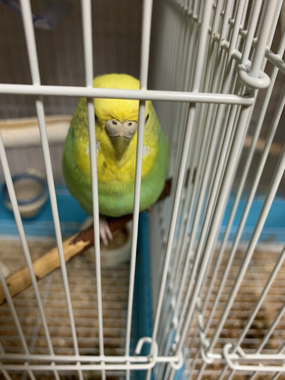 インコを初めて飼う方！雛を初めて飼う方！教えます 初めてインコを飼う方や初めて雛を飼う方必見！ イメージ2