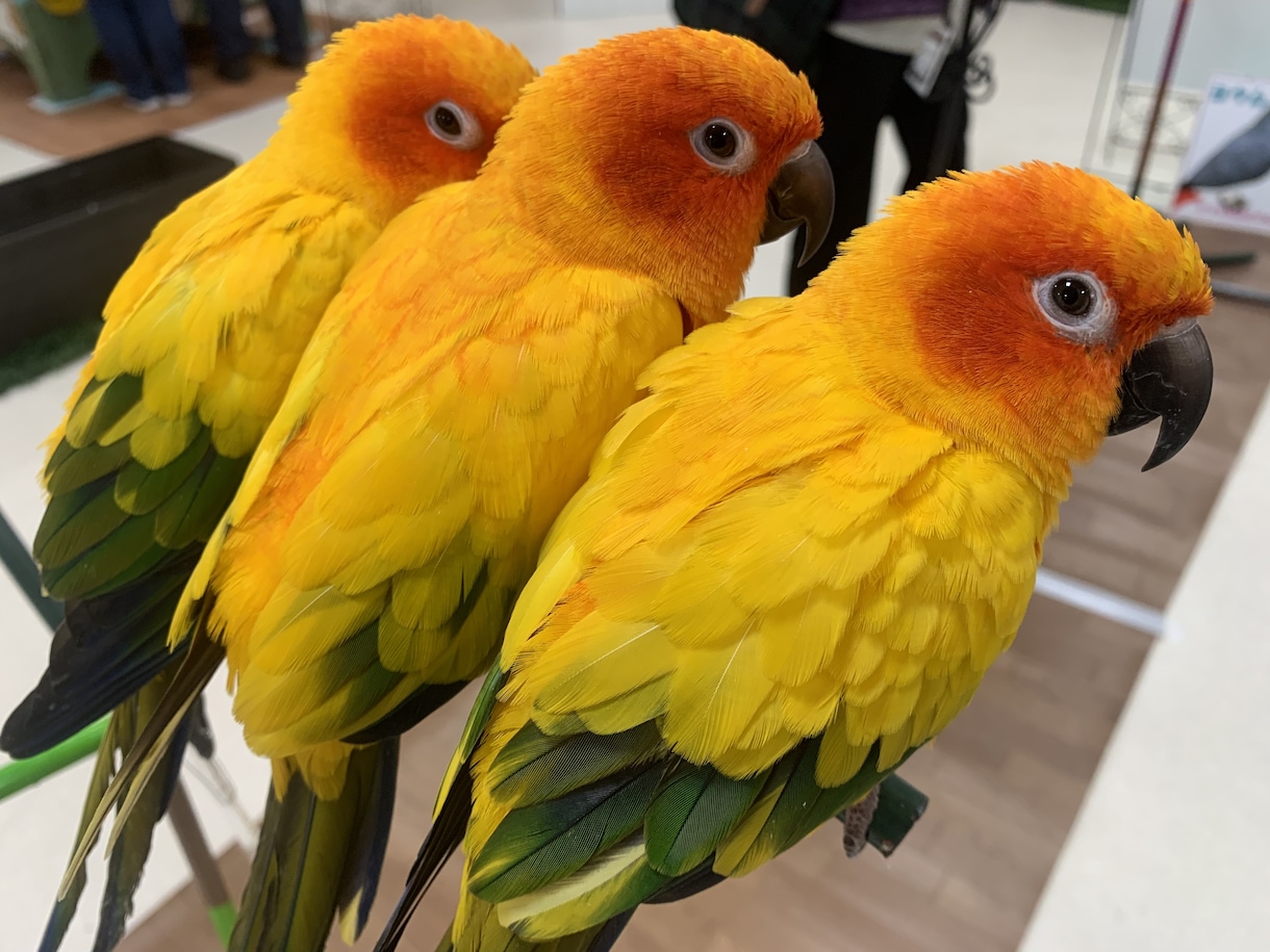 小動物、爬虫類、猛禽類などの飼育相談承ります 某個人営業の動物園での勤務経験から飼育のお悩み解決に導きます イメージ3
