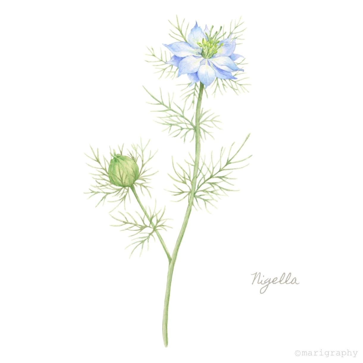 水彩画でお花のイラストを描かせていただきます 〜丁寧なヒアリング〜 温かく優しいタッチが得意です♪ イメージ7