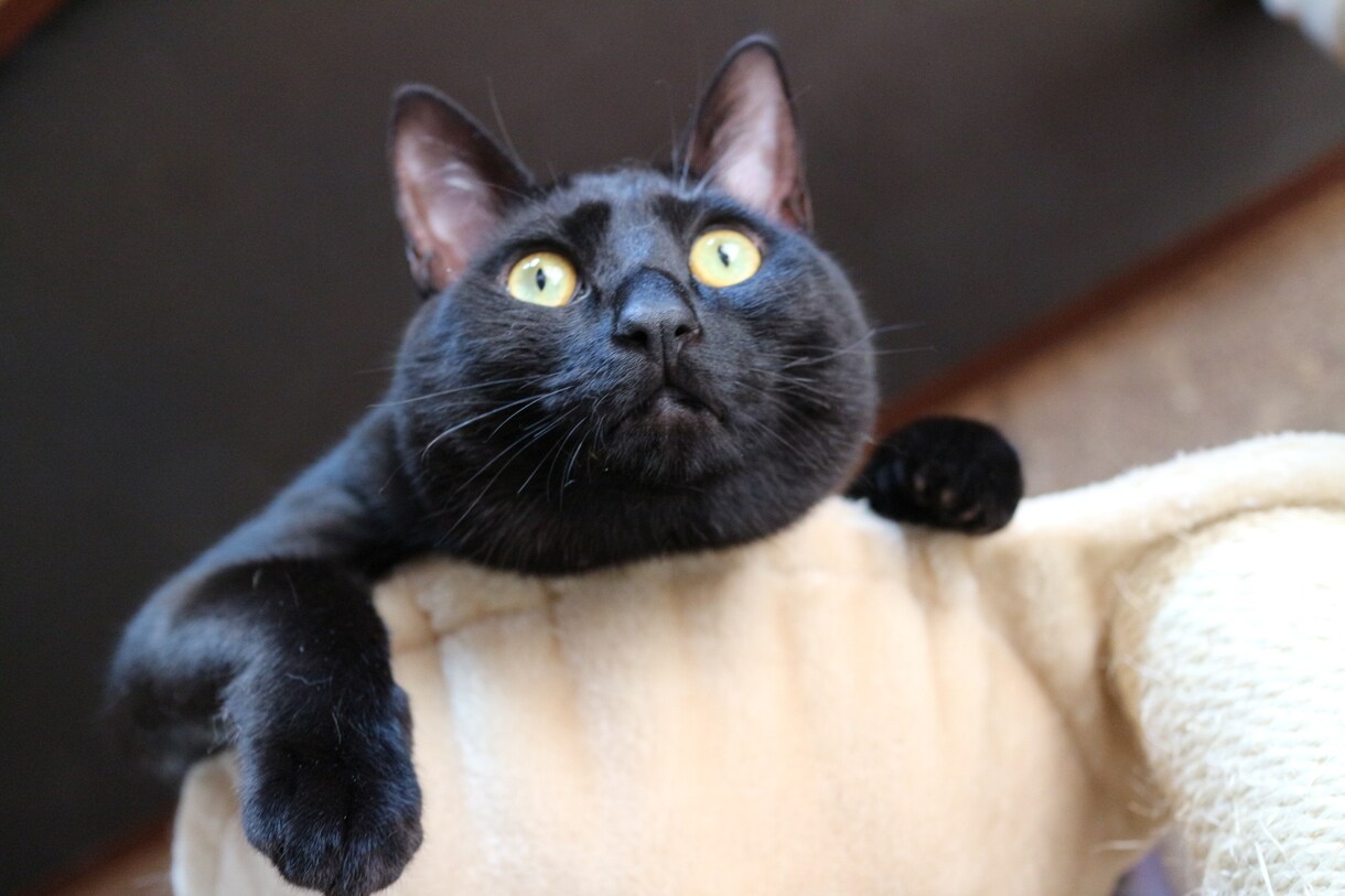 猫プロが撮った写真集あります 猫大好きな猫好き猫ままです!猫の写真提供 イメージ1
