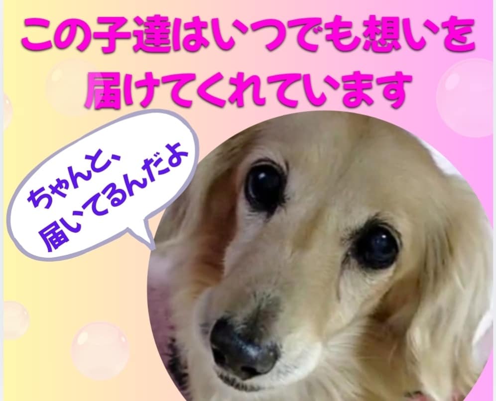 アニマルコミュニケーション/あの子の心の声伝えます あの子の想い、あなたへ伝えたいこと受け取ってみませんか？ イメージ1