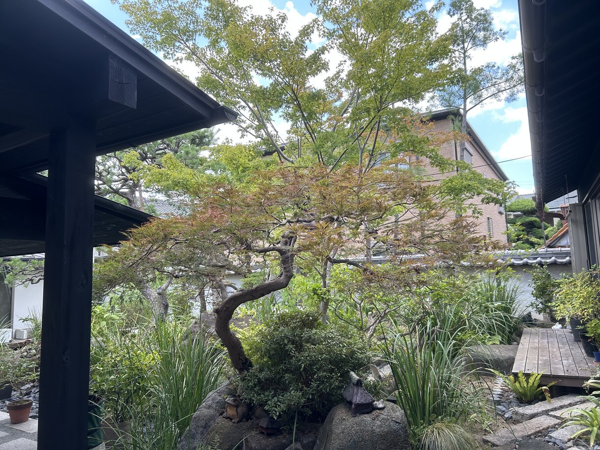 写真から剪定の切り方を提案します 木の状態を見て切り方を伝えます イメージ3