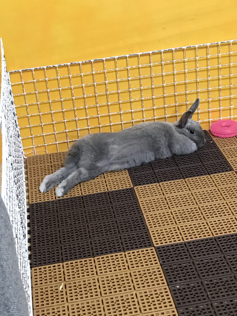 うさぎのこと、教えます うさぎを飼い始めて分からないこと等あればわかる範囲で教えます イメージ1