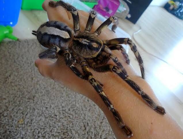 飼い方の載ってない虫や爬虫類の飼い方教えます ネットで探しても無いような虫や爬虫類その他諸々の飼育など！ イメージ2