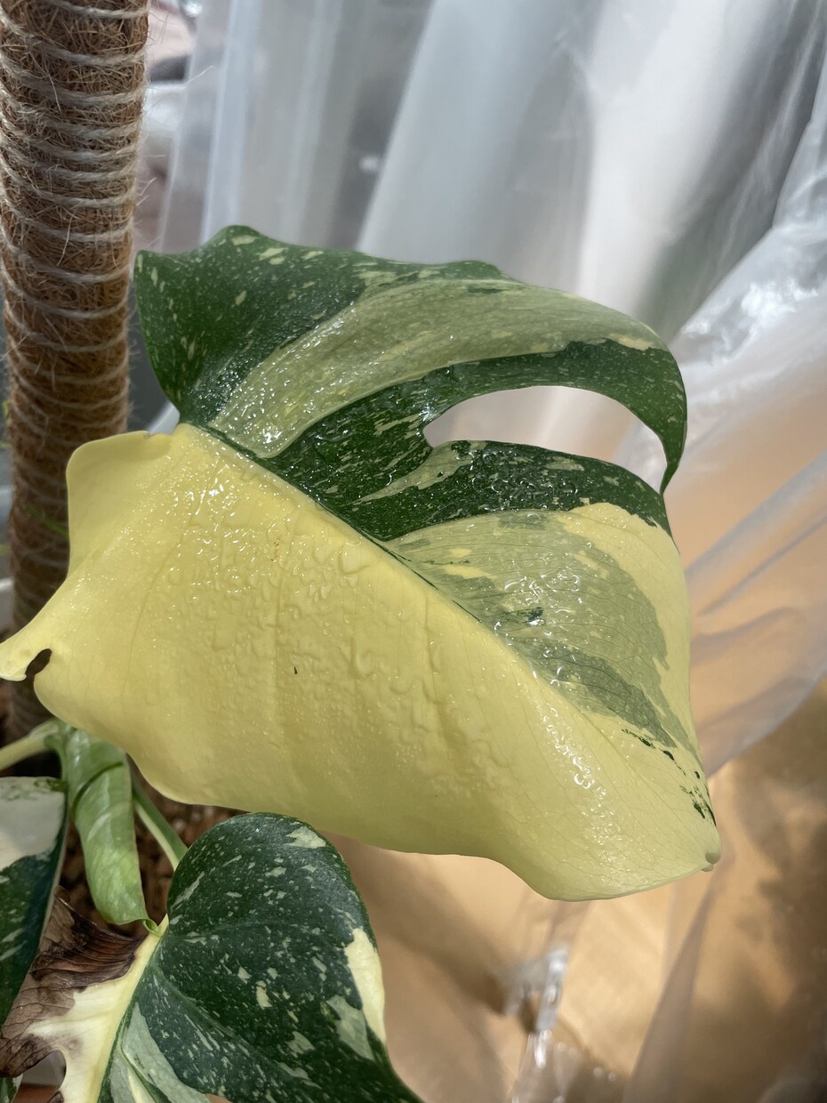 あなたにぴったりな観葉植物をご提案します 「この観葉植物、買って大丈夫？」を購入前に相談できます。 イメージ2
