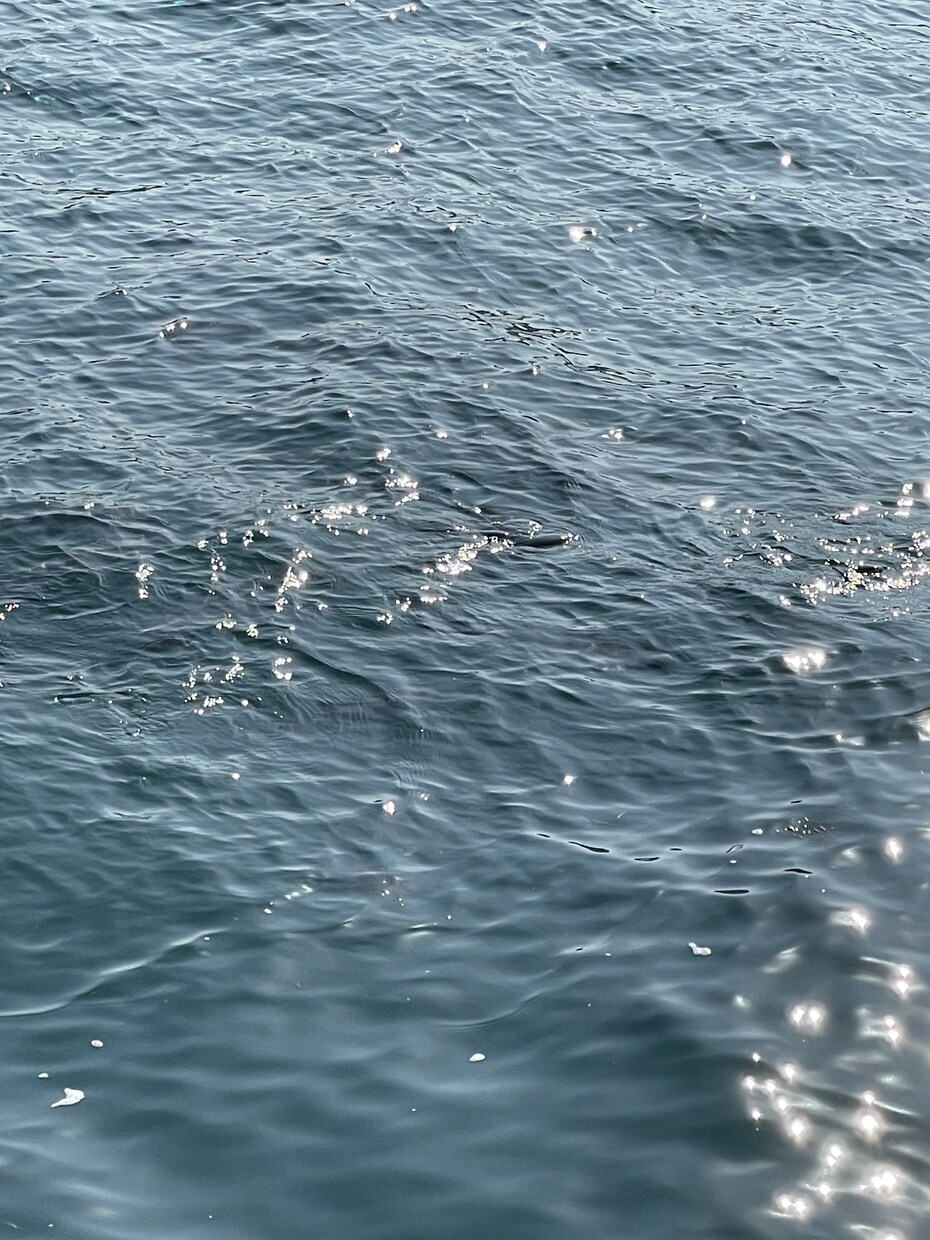 長崎佐賀福岡方面の一部の場所の釣れる魚を教えます 釣行前に、釣れる魚の場所のポイントを知りたくないですか？ イメージ1