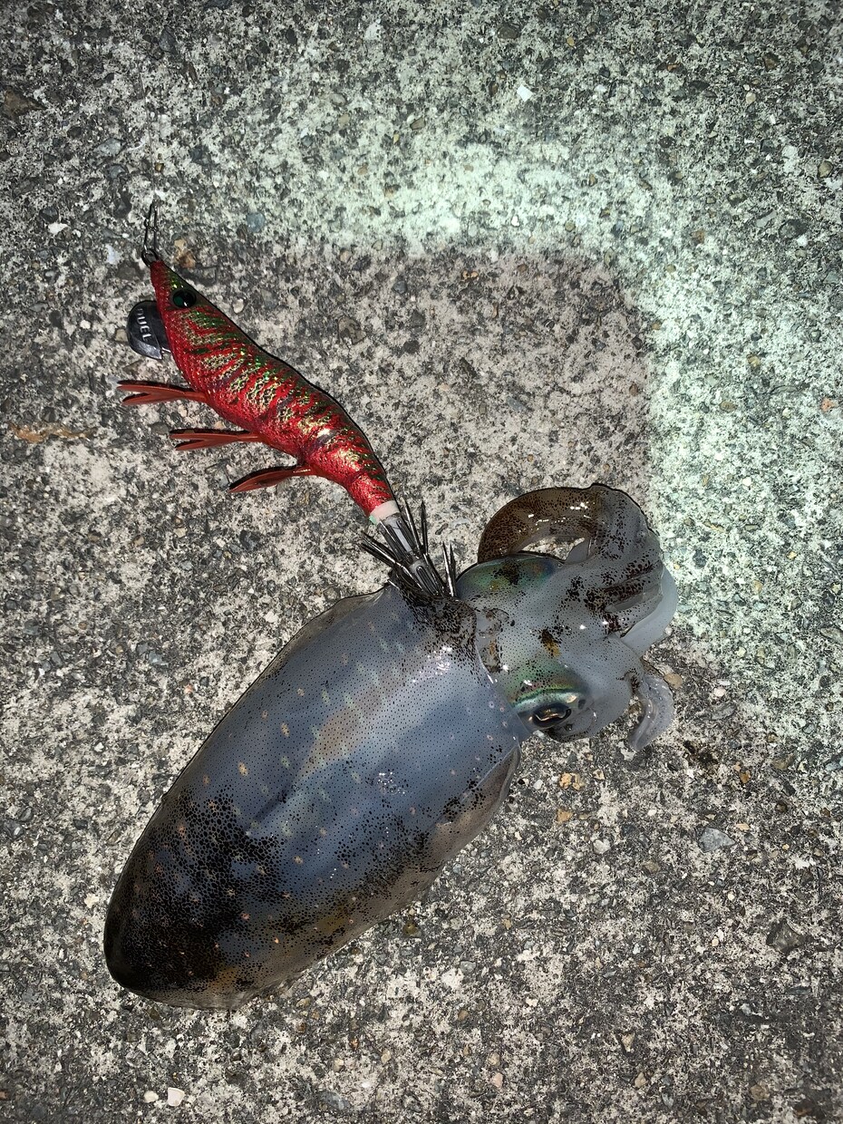 和歌山県の海釣りポイント教えます エギング、太刀魚、青物、その他いろいろポイント教えます。 イメージ3