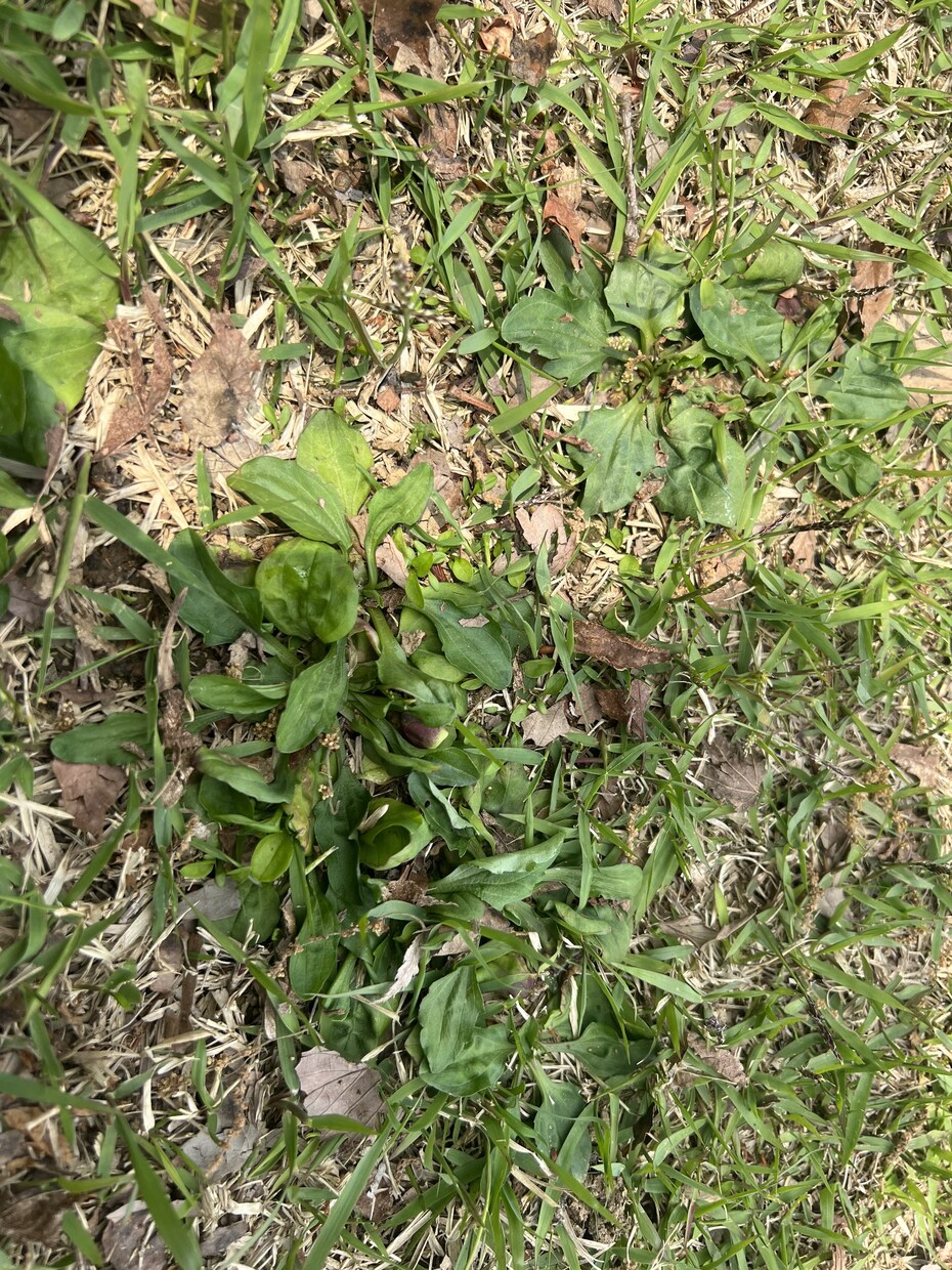 お庭の芝生の雑草を消すアドバイスをします 自宅や敷地の芝生を華麗に保つアドバイスをします。 イメージ3