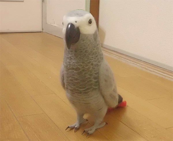 あなたの愛鳥をモデルに羊毛の小鳥を制作します 自分の愛鳥グッズを諦めていた方必見！ボウシ・バタン・ヨウム等 イメージ3