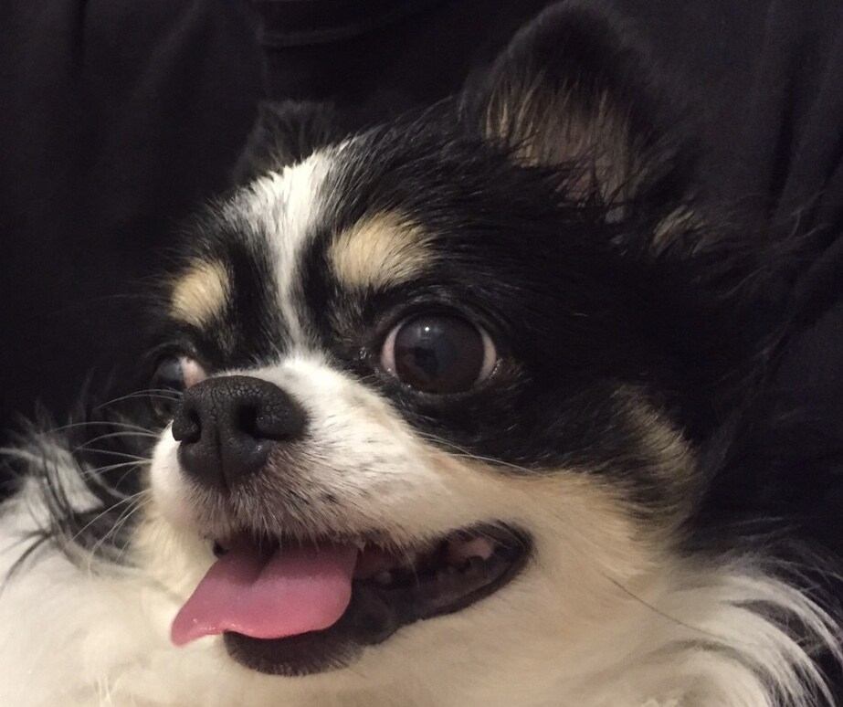イライラ虫を撃退します ★みわ犬に話してみよう愚痴話★ イメージ1
