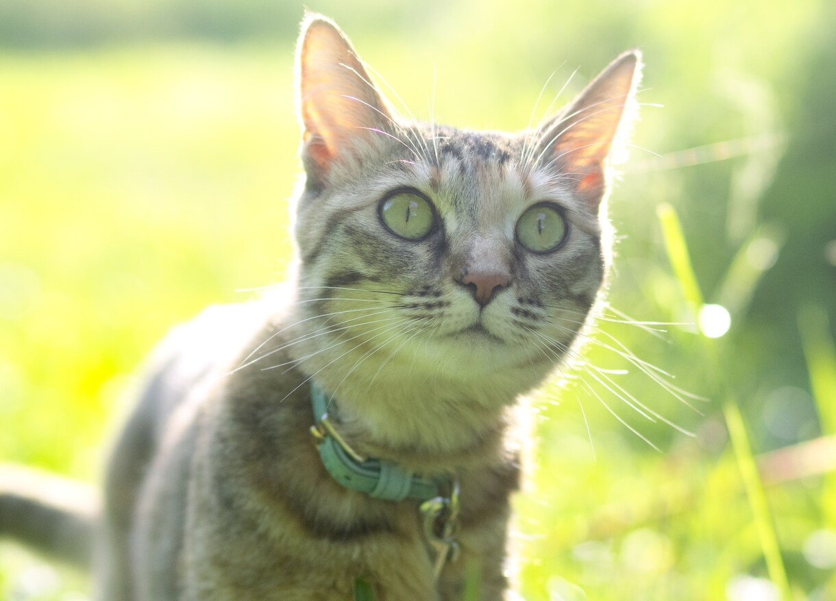 猫ちゃん画像　3枚組　販売します カタログ・パンフ・書籍・カレンダー等に使えます。一眼レフ撮影 イメージ3