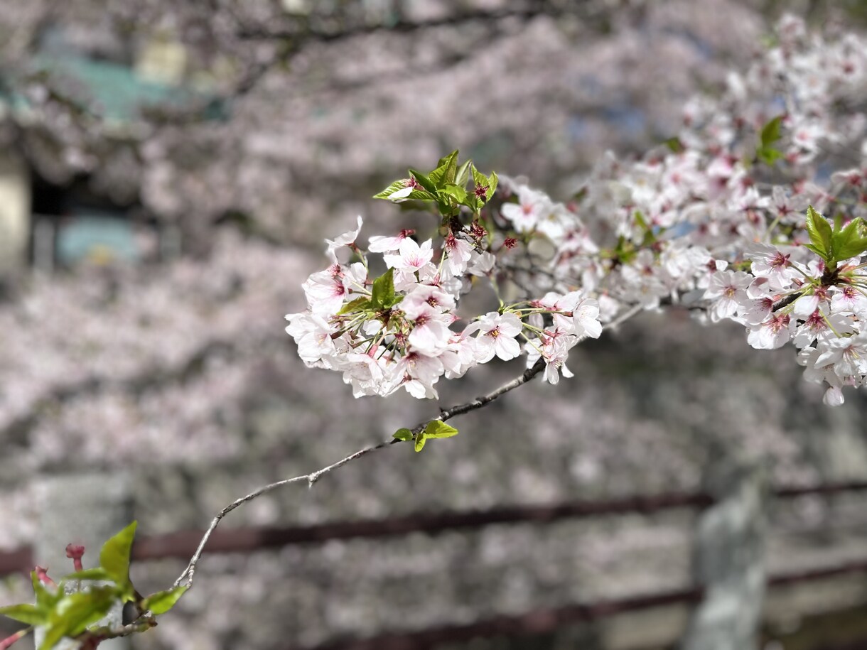 福岡で撮影した写真を提供します 福岡市内の街並みなどを主に撮影 イメージ4