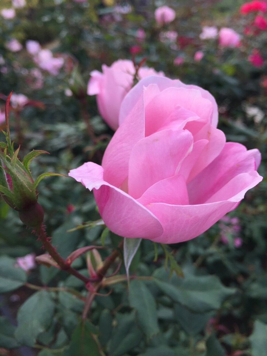 あなたのお悩みにそっと寄り添います 。繊細で傷つきやすく、打たれ弱いメンタルの方へ。 イメージ2