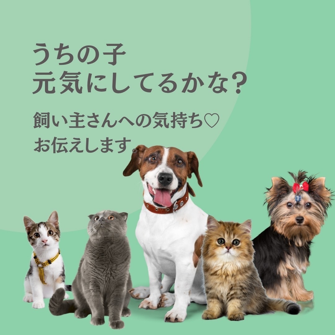 24時間以内に亡くなったペットの気持ちを霊視します 6000文字以上で、大切なあの子との対話をお届けします。 イメージ1
