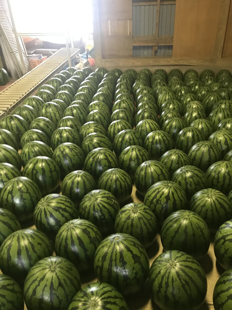 農作物・農作業の写真を撮ります 農家だからこそ撮れる風景をお届けします。 イメージ1