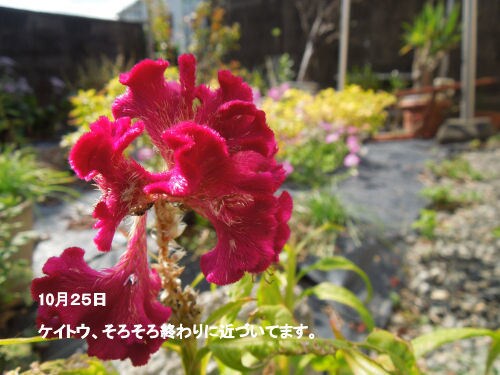 花の種　いろいろ　選べます 自家栽培の種ですが、いろいろあります。 イメージ4