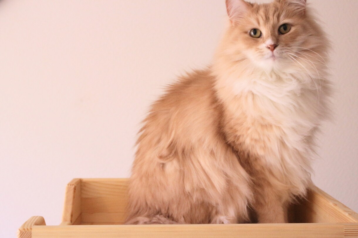 猫限定！！猫についてのお悩みや飼い方を相談できます キャットケアスペシャリスト・キャットシッターが回答します。 イメージ2