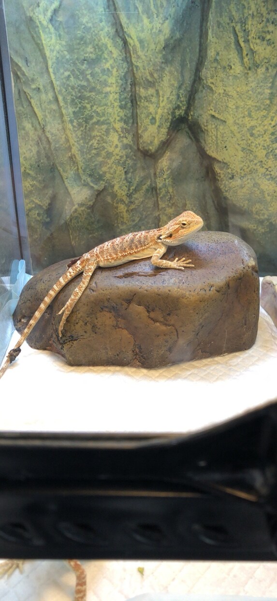 爬虫類のお悩みご相談お伺い致します 特殊なペット「爬虫類」の飼育方法アドバイス致します イメージ2